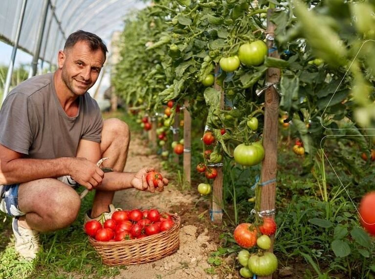 Serada hasat: Deniz Yosunu Gübresi kullanılarak yetiştirilmiş, sağlıklı ve olgun domatesleri sepetine koyan bir çiftçi. Ficus Serisi ile elde edilen bitkide güçlü performans artışı.