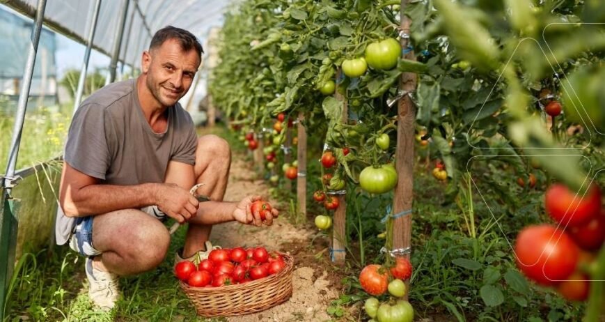Serada hasat: Deniz Yosunu Gübresi kullanılarak yetiştirilmiş, sağlıklı ve olgun domatesleri sepetine koyan bir çiftçi. Ficus Serisi ile elde edilen bitkide güçlü performans artışı.