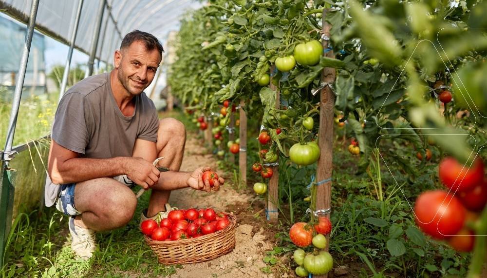 Serada hasat: Deniz Yosunu Gübresi kullanılarak yetiştirilmiş, sağlıklı ve olgun domatesleri sepetine koyan bir çiftçi. Ficus Serisi ile elde edilen bitkide güçlü performans artışı.