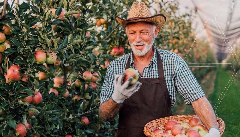 Yaşlı bir çiftçi, bir elma bahçesinde, hasat sepetine koymadan önce elinde tuttuğu olgun, kırmızı bir elmayı dikkatle inceliyor. Saman şapka, kareli gömlek ve önlük giymiş.