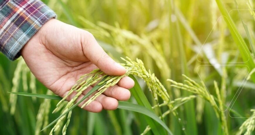 Bir çiftçi, tahıl başağını elinde tutarak Çinko, Demir ve Mangan Eksikliği belirtileri açısından inceliyor. Eksikliklerin giderilmesi için profesyonel çözüm yöntemleri.