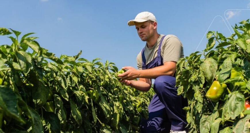 Biber tarlasında ürünlerini inceleyen çiftçi. Bitkiye hızlı etki sağlayan ve besin eksikliklerini anında gideren yaprak gübrelemesi yönteminin faydaları. Profesyonel uygulama rehberi.