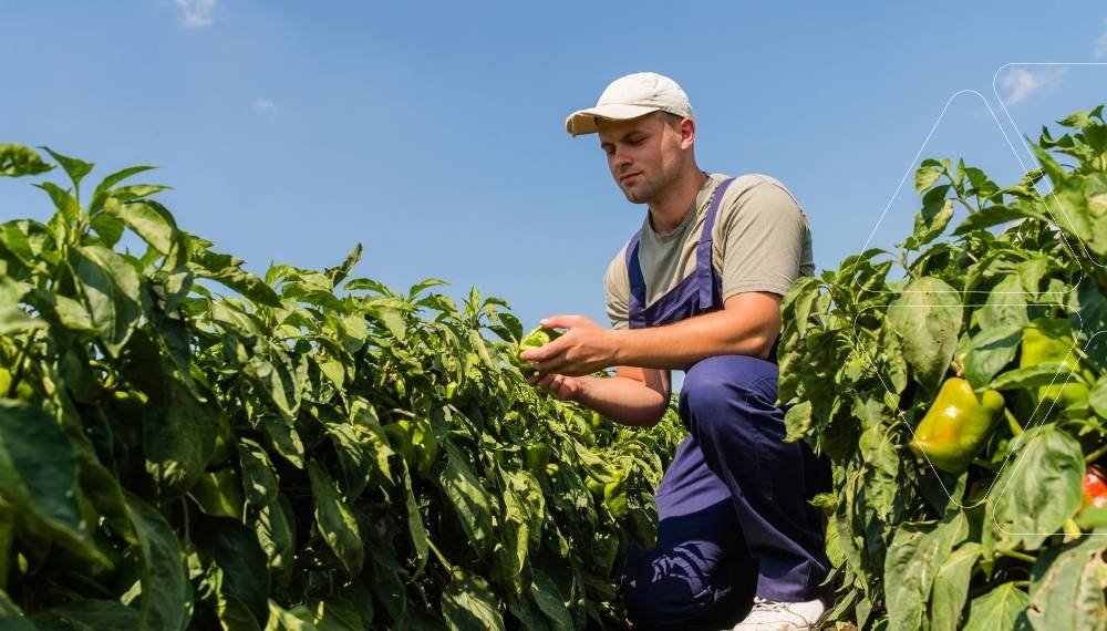 Biber tarlasında ürünlerini inceleyen çiftçi. Bitkiye hızlı etki sağlayan ve besin eksikliklerini anında gideren yaprak gübrelemesi yönteminin faydaları. Profesyonel uygulama rehberi.