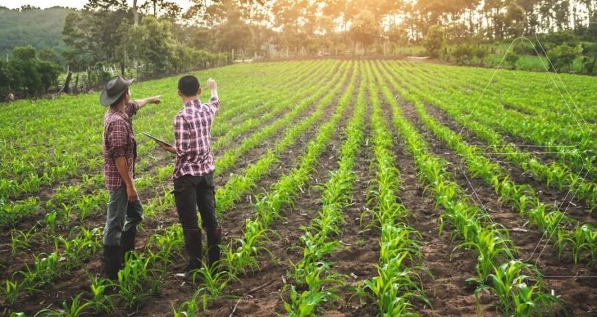 Tarlada genç mahsulü inceleyen iki çiftçi/uzman. Deniz Yosunu Gübresinin kök gelişimi ve stres direncine etkileri ile güçlenmiş, sağlıklı çiçeklenmeye hazırlanan bitkiler.