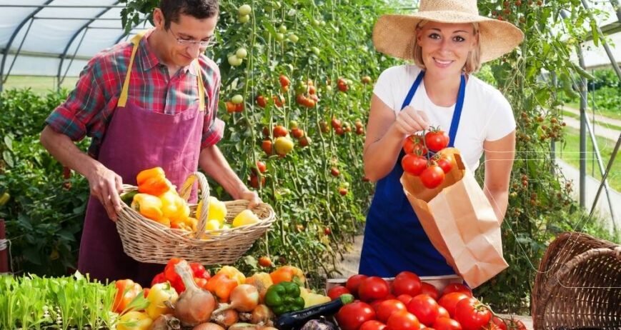 Serada bol hasat: Çiftçiler organik madde içeriği yüksek gübrelerle yetiştirilmiş domates ve biberleri topluyor. Bu gübrelerin toprak faydaları sayesinde artan verimlilik ve güçlü kök gelişimi.