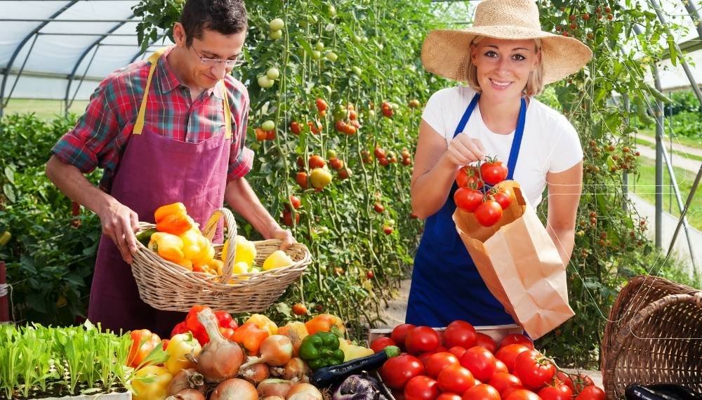 Serada bol hasat: Çiftçiler organik madde içeriği yüksek gübrelerle yetiştirilmiş domates ve biberleri topluyor. Bu gübrelerin toprak faydaları sayesinde artan verimlilik ve güçlü kök gelişimi.