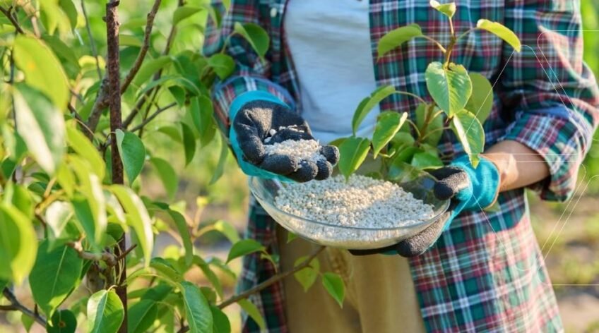 Bir kasede NPK gübresi granülleri. Çiftçi, genç fidana uygun 20-20-20 gibi farklı formüllerle bitki besleme hazırlığı yapıyor. NPK gübresi nedir ve nasıl uygulanır?
