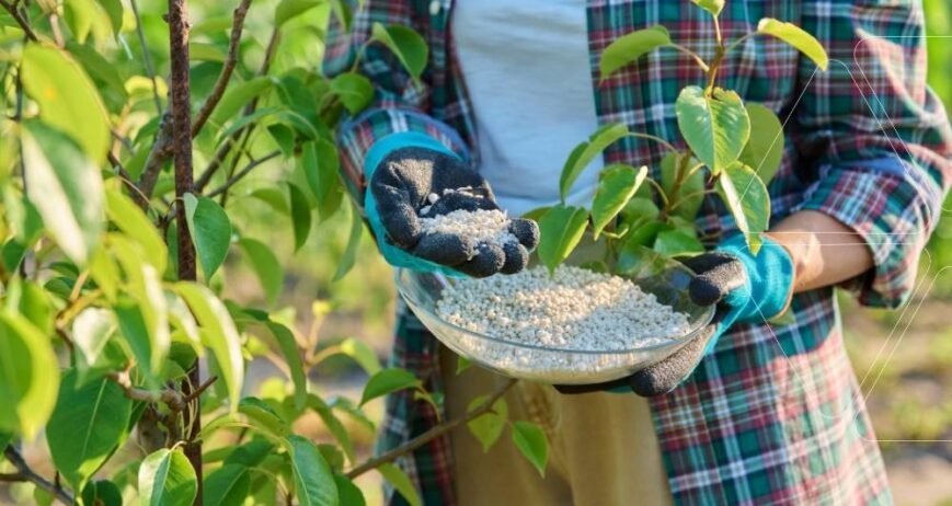 Bir kasede NPK gübresi granülleri. Çiftçi, genç fidana uygun 20-20-20 gibi farklı formüllerle bitki besleme hazırlığı yapıyor. NPK gübresi nedir ve nasıl uygulanır?