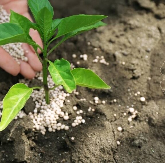 Demir gübresi uygulaması: Bir fideye kloroz ve sararma sorunlarını gidermek için toprak üzerine beyaz granül demir içeren gübre serpen bir el. Zayıf gelişim gösteren bitkiler için en etkili demir uygulama yöntemi.