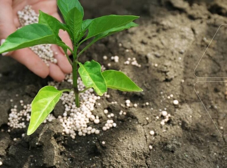 Demir gübresi uygulaması: Bir fideye kloroz ve sararma sorunlarını gidermek için toprak üzerine beyaz granül demir içeren gübre serpen bir el. Zayıf gelişim gösteren bitkiler için en etkili demir uygulama yöntemi.
