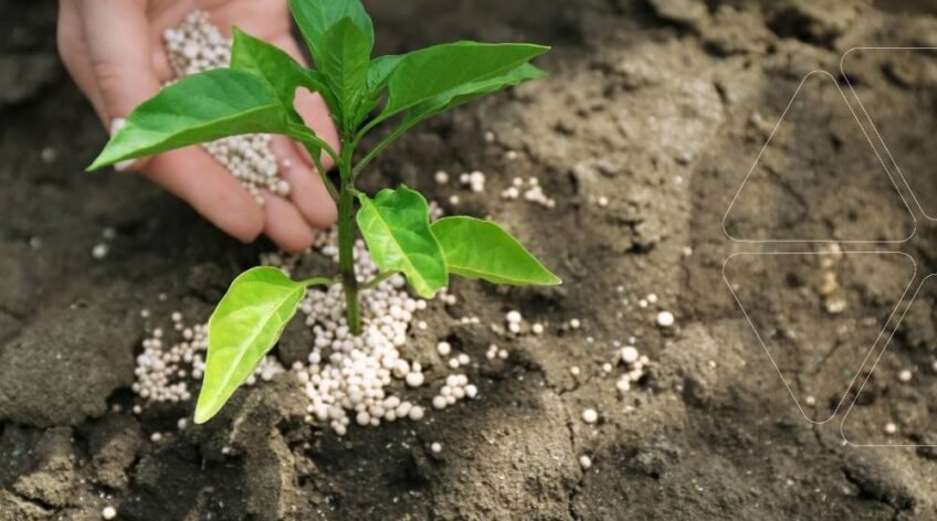Demir gübresi uygulaması: Bir fideye kloroz ve sararma sorunlarını gidermek için toprak üzerine beyaz granül demir içeren gübre serpen bir el. Zayıf gelişim gösteren bitkiler için en etkili demir uygulama yöntemi.