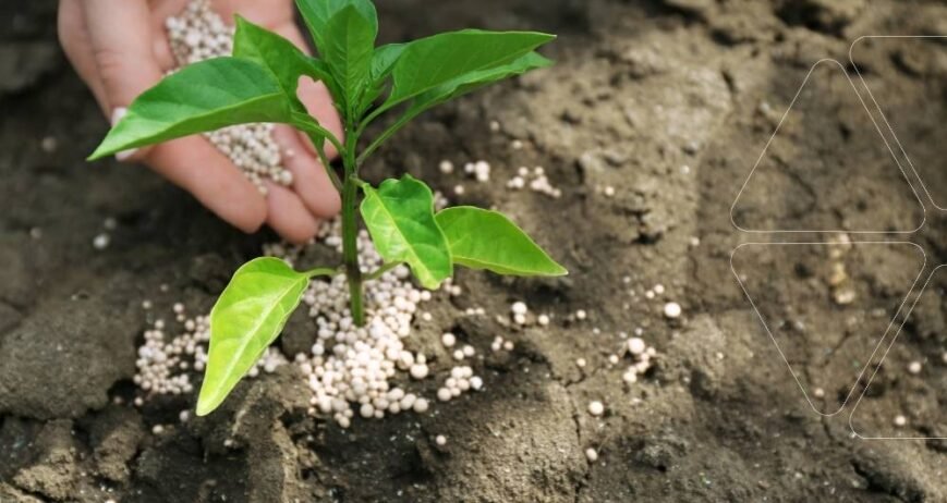 Demir gübresi uygulaması: Bir fideye kloroz ve sararma sorunlarını gidermek için toprak üzerine beyaz granül demir içeren gübre serpen bir el. Zayıf gelişim gösteren bitkiler için en etkili demir uygulama yöntemi.
