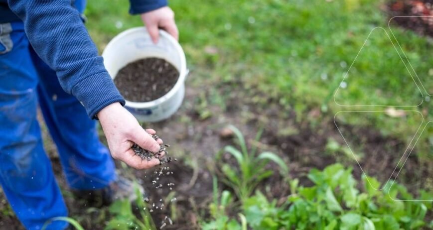 Bir çiftçi, bitki çevresine kalsiyum ve amino asit gübreleri uyguluyor. Meyve çatlamasını, çürüklüğü ve doku zayıflığını önlemenin en etkili yolu olan temel kalsiyum takviyesi.