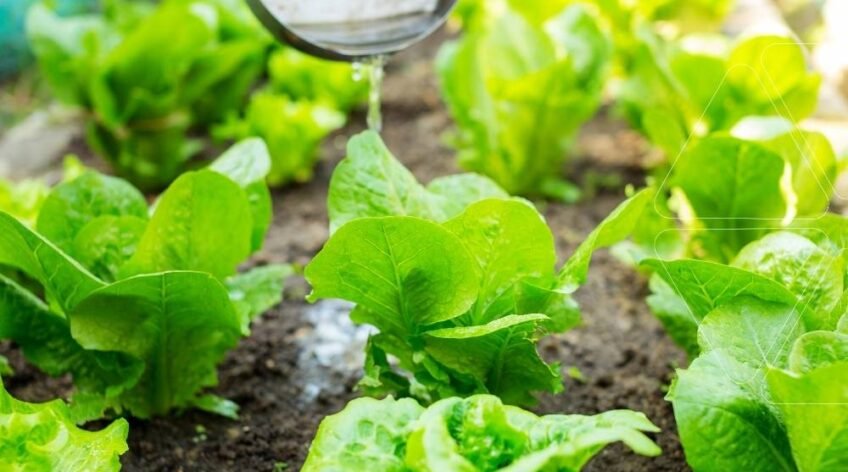 Marul fidelerine damla sulama gübrelemesi (fertigasyon) uygulaması. Bitki besinlerini doğrudan kök bölgesine ulaştıran profesyonel fertigasyon rehberi için ana görsel.