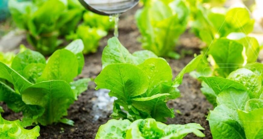 Marul fidelerine damla sulama gübrelemesi (fertigasyon) uygulaması. Bitki besinlerini doğrudan kök bölgesine ulaştıran profesyonel fertigasyon rehberi için ana görsel.