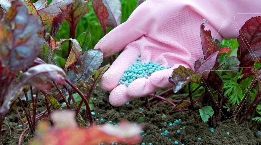 Kırmızı pancar fidelerine uygulanan mavi granül gübre (muhtemelen fosfor ve potasyum ağırlıklı). Çiçeklenmeyi artıran gübreler ile bitkide çiçek sayısı ve meyve tutumunu yükseltme.