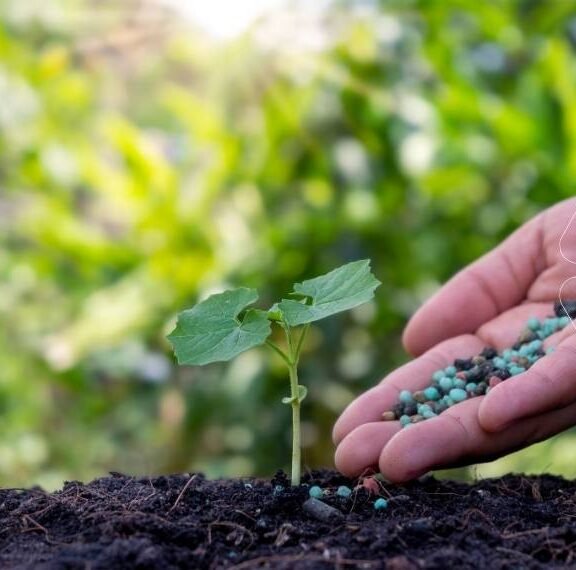 Genç bir fideye yüksek potasyumlu gübrelerin (NK çözeltileri) uygulanması. NK gübre çözeltilerinin bitki üzerindeki olumlu etkisi ve kullanım rehberi.