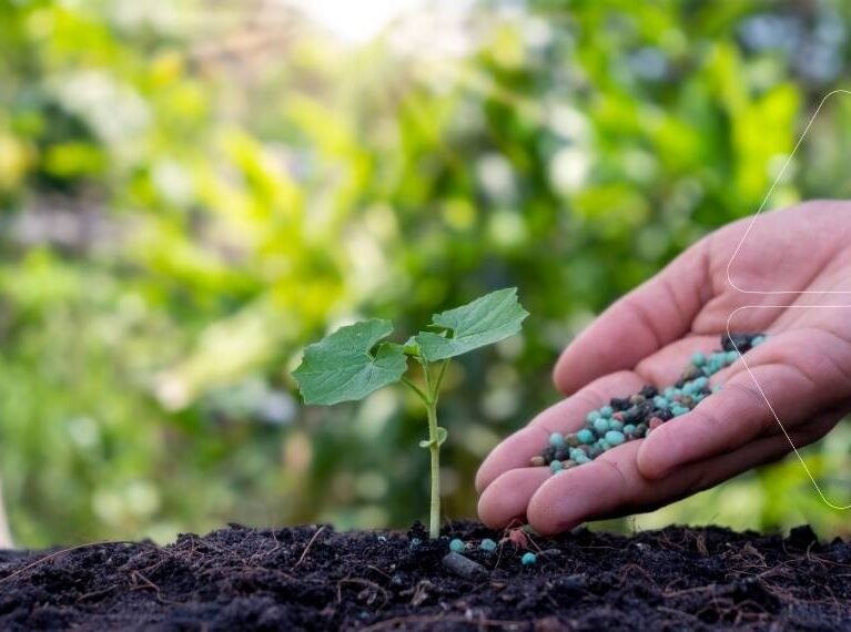 Genç bir fideye yüksek potasyumlu gübrelerin (NK çözeltileri) uygulanması. NK gübre çözeltilerinin bitki üzerindeki olumlu etkisi ve kullanım rehberi.