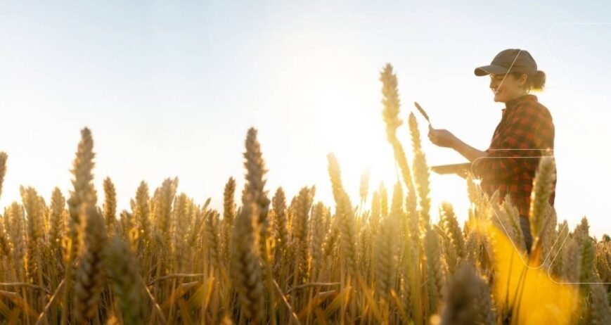 Gün batımında buğday tarlasını inceleyen bir kadın ziraat mühendisi. Ürün kalitesini ve bitki gelişimini güçlendirmeyi hedefleyen Biyostimülant uygulamaları ile artırılmış verim. Levagri ve Hexxal serisi etkili çözümler.