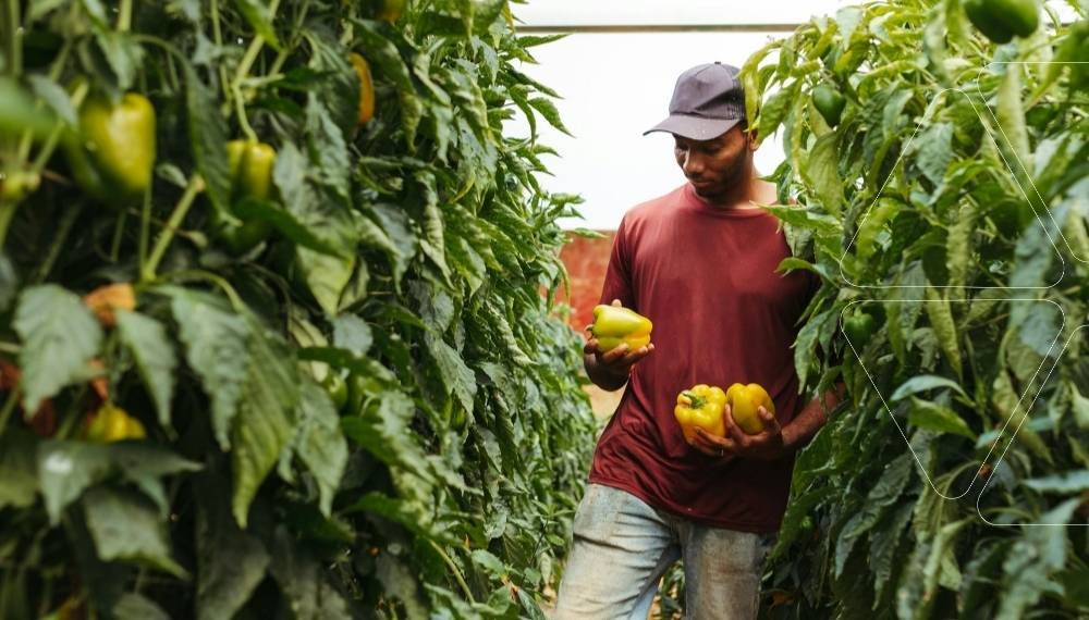 Serada dolgun ve sarı biberleri hasat eden çiftçi. Hümik ve Fulvik Asit gübreleri kullanılarak toprak ve bitki gelişimi desteklenmiş, yüksek verimli ürünler. Ficus Humic & Fulvic serisi ile sağlıklı hasat.